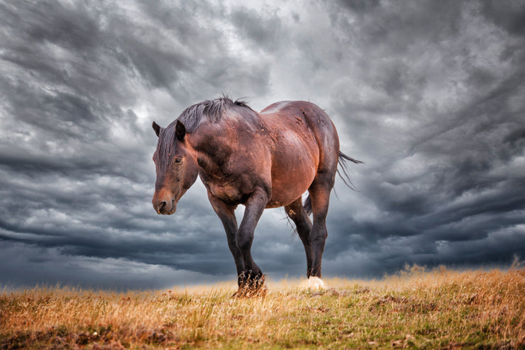 Untamed Spirit - Wild Horse Photography Against Dramatic Storm Clouds - Western Wall Art