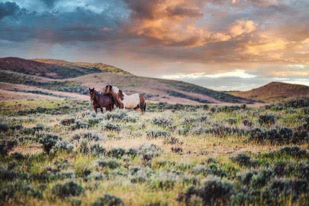 Wild Mustang Duo at Golden Hour - Western Landscape Photography - Rustic Horse Wall Art
