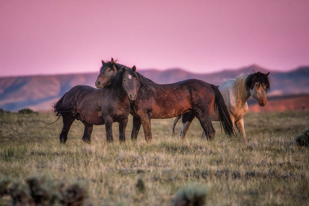Wild Mustang Wall Art 'Rose Sky Sentinels' - Horse Photography Print - Western Landscape Decor