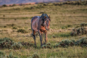 Wild Mustang Wall Art 'Golden Hour Guardian' - Western Horse Photography Print - Rustic Home Decor