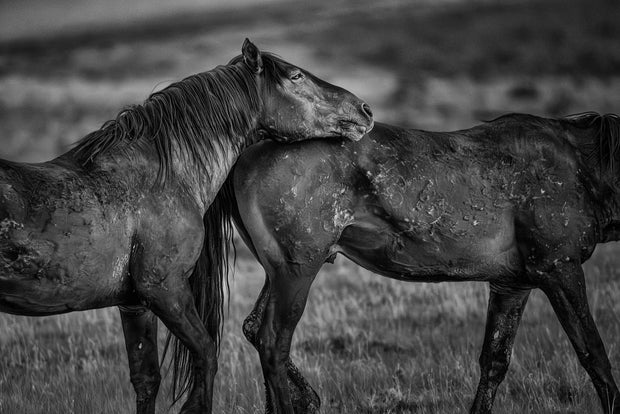 Wild Horse Photography - 'Eternal Bond' Black and White Print - Mustang Wall Art Decor