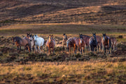 Herd Membership