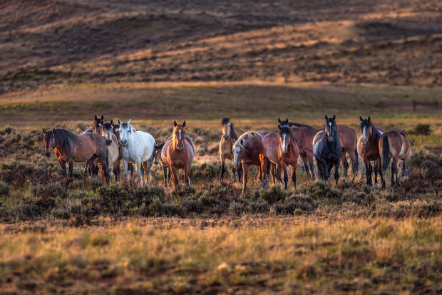 Herd Membership