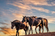 Wild Mustang Photography 'Golden Hour Herd' - Horse Wall Art - Western Sunset Decor