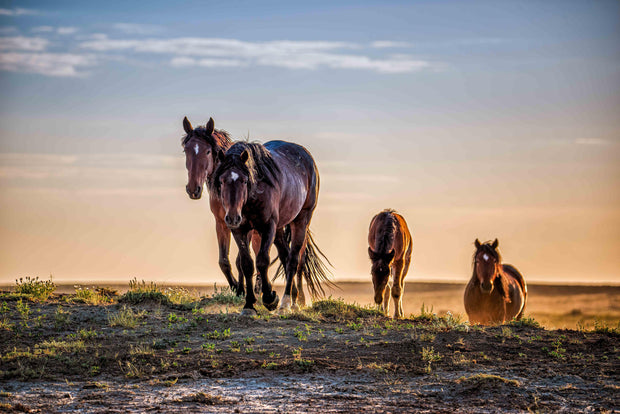 Sunset Journey - Wild Mustang Family Wall Art - Horse Photography Print Canvas Metal Decor