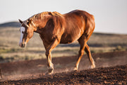 Wild Mustang Wall Art 'Sunset Stride' - Chestnut Horse Photography Print - Western Decor