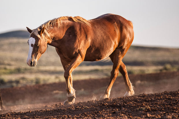 Wild Mustang Wall Art 'Sunset Stride' - Chestnut Horse Photography Print - Western Decor