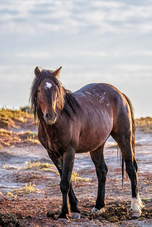 Wild Mustang Wall Art 'Dawn Sentinel' - Horse Photography Print - Western Decor Canvas Metal