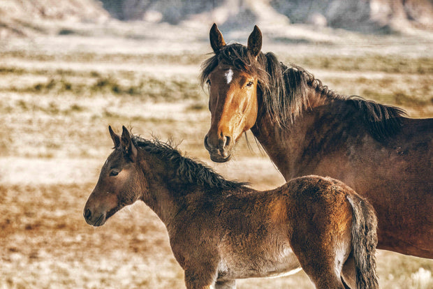 Wild Horse Photography - Maternal Vigilance Canvas Print - Wild Mustang Mare and Foal Wall Art