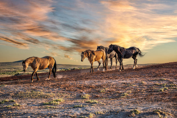Wild Mustang Wall Art 'Sunset Procession' - Western Horse Photography - Desert Landscape Canvas