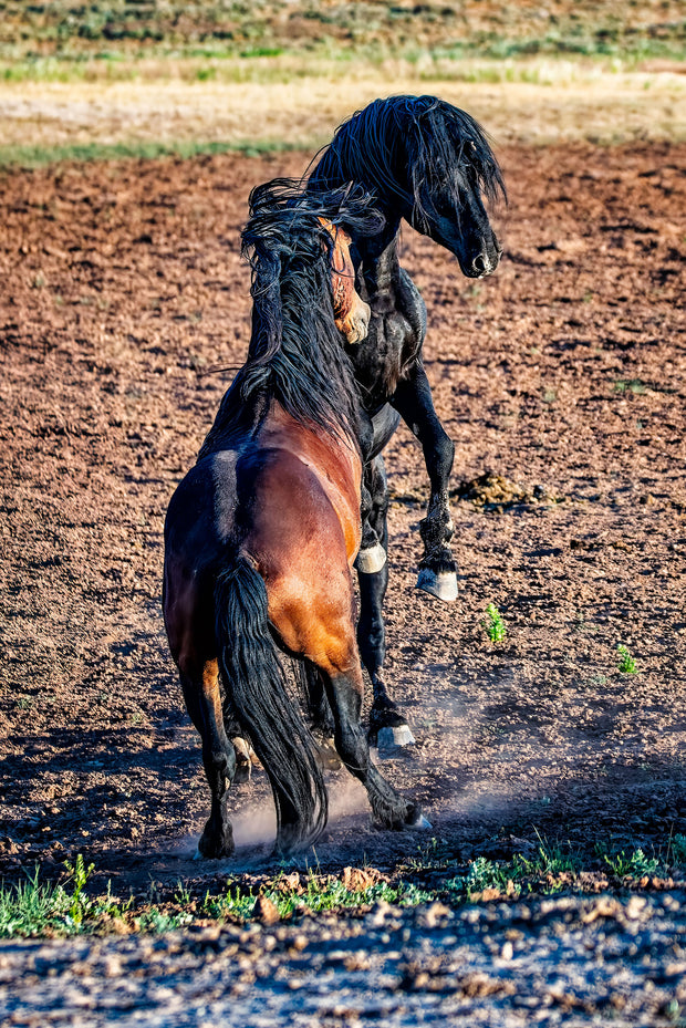 Wild Horse Photography 'Midnight Duel' - Black and Bay Mustang Stallions Canvas Print - Western Decor