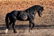 Wild Horse Photography 'Desert Shadow' - Black Stallion Canvas Print - Western Wall Art Decor