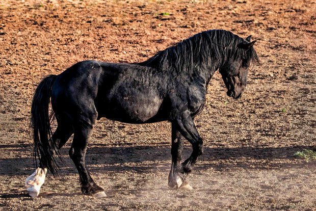 Wild Horse Photography 'Desert Shadow' - Black Stallion Canvas Print - Western Wall Art Decor