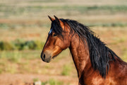 Majestic Mustang Wall Art - Bay Horse with Flowing Black Mane - Western Wildlife Photography
