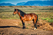 Wild Mustang Wall Art - 'Mountain Guardian' - Western Horse Photography - Rustic Home Decor