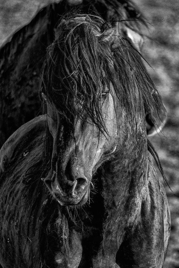 Mystic Gaze Horse Canvas Art - Black and White Equine Portrait - Tousled Mane Wall Decor