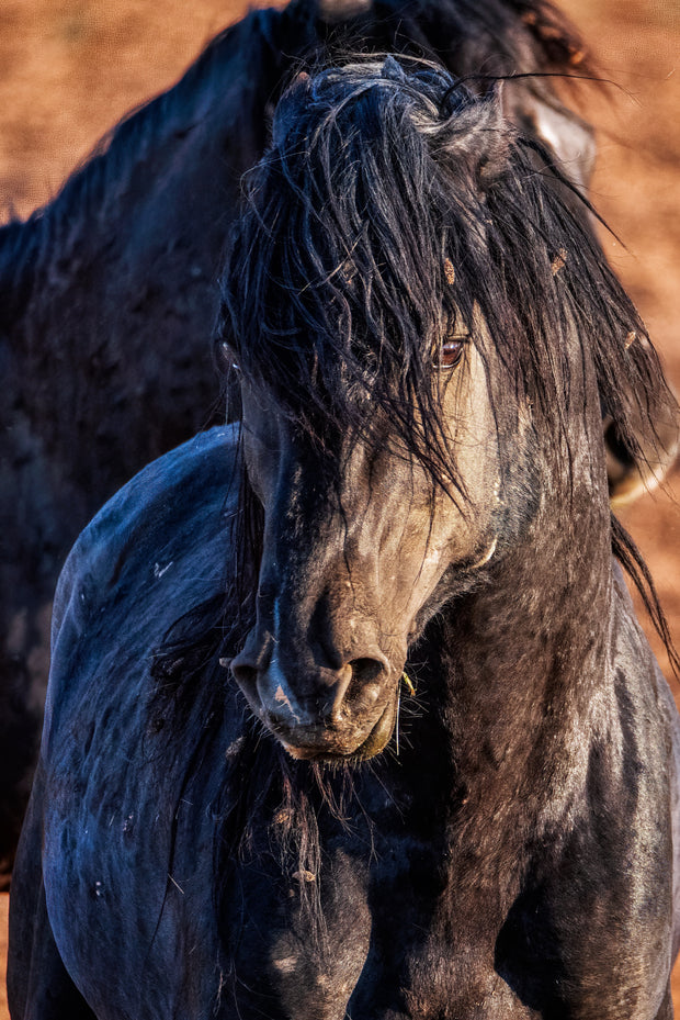 Midnight Stallion Canvas Art - Wild Horse Close-Up - Rustic Western Wildlife Photography