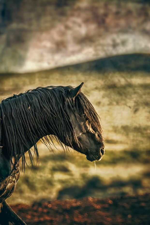 Wild Horse Wall Art "Midnight Silhouette" - Mustang Profile Canvas Print - Western Decor