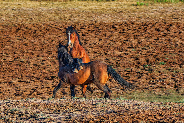 Wild Mustang Photography Wall Art 'Golden Hour Dance' - Horse Print Canvas Western Decor