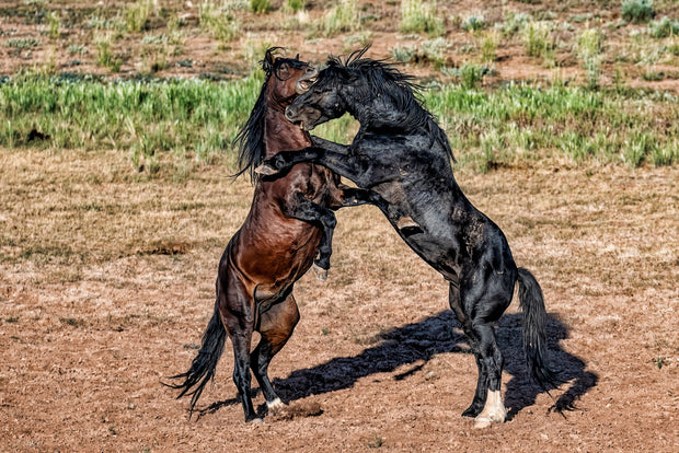 Wild Mustang Photography 'Primal Dance' - Black and Bay Stallions Wall Art - Horse Print Canvas Metal