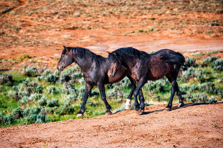 Wild Mustang Photography - 'Red Earth Journey' - Canvas Print - Western Horse Wall Art Decor