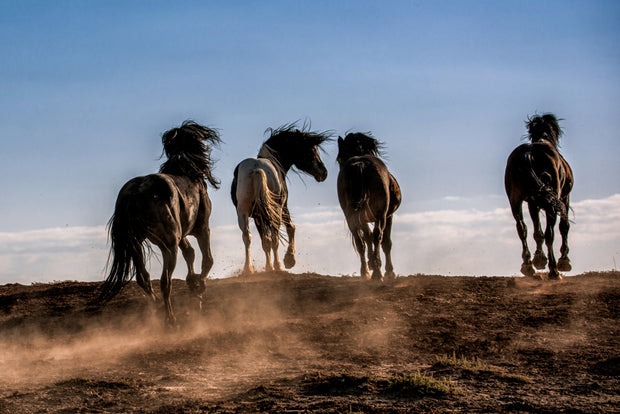 Untamed Spirit - Wild Horses Galloping at Sunset Western Art - Dramatic Wildlife Photography