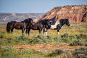 Wild Mustang Trio Wall Art - Red Mesa Guardians - Western Landscape Photography - Home Decor