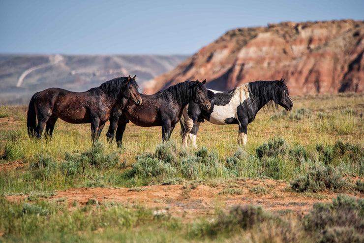 Wild Mustang Trio Wall Art - Red Mesa Guardians - Western Landscape Photography - Home Decor