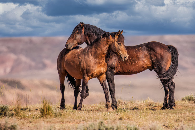 Mustang Bond - Wild Horse Photography - Western Landscape Wall Art - Rustic Home Decor