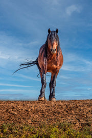 Wild Mustang Wall Art 'Horizon Guardian' - Bay Horse Photography - Western Decor Print Canvas