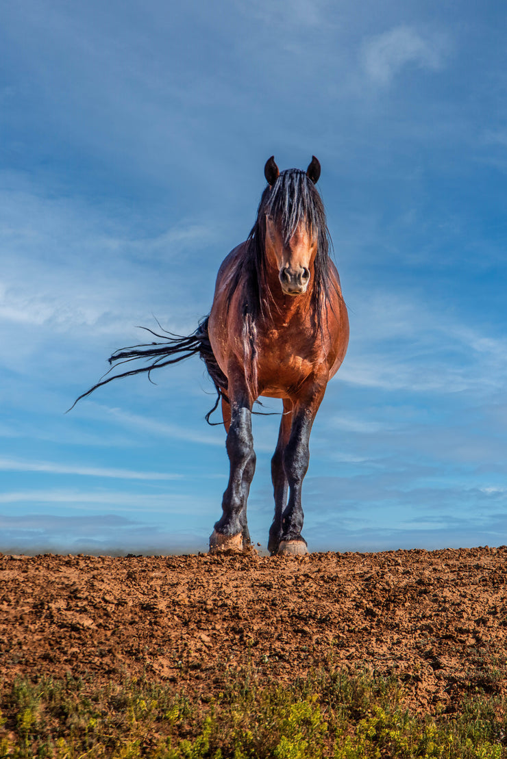 Wild Mustang Wall Art 'Horizon Guardian' - Bay Horse Photography - Western Decor Print Canvas
