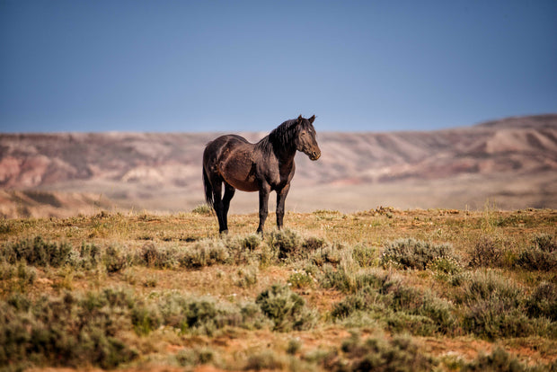 Wild Mustang Photography - 'Solitary Majesty' - Dark Horse Wall Art - Western Desert Decor
