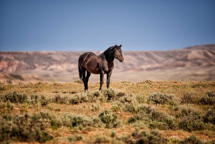 Wild Mustang Photography - 'Solitary Majesty' - Dark Horse Wall Art - Western Desert Decor