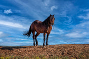 Wild Mustang Photography 'Azure Guardian' - Bay Horse Wall Art - Western Desert Landscape Decor