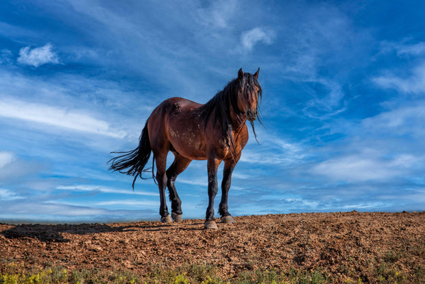 Wild Mustang Photography 'Azure Guardian' - Bay Horse Wall Art - Western Desert Landscape Decor