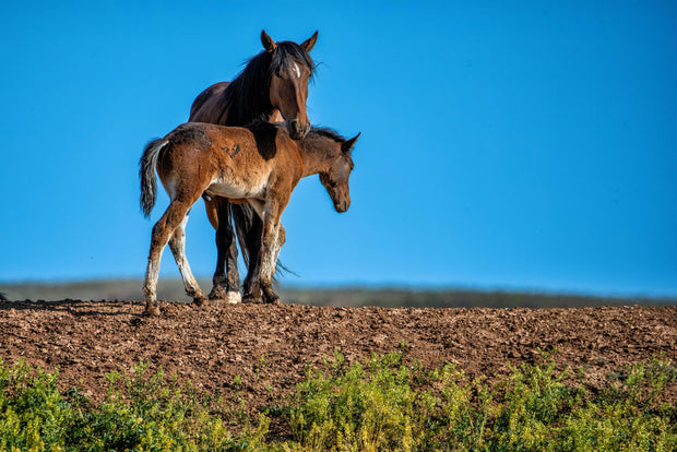 Wild Horse Photography 'Eternal Bond' - Mare and Foal Wall Art - Western Wilderness Decor