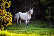 Forest Guardian - White Wild Horse Canvas Art - Wilderness Mustang Photography Print