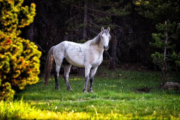 Forest Guardian - White Wild Horse Canvas Art - Wilderness Mustang Photography Print