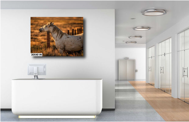 Dusk Guardian - White Horse Golden Light Photography - Western Ranch Fence Wall Art