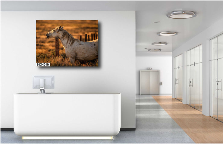 Dusk Guardian - White Horse Golden Light Photography - Western Ranch Fence Wall Art