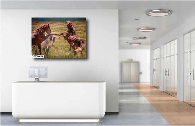 Untamed Spirit - Wild Mustang Confrontation Wall Art - Chestnut Horses Western Photography