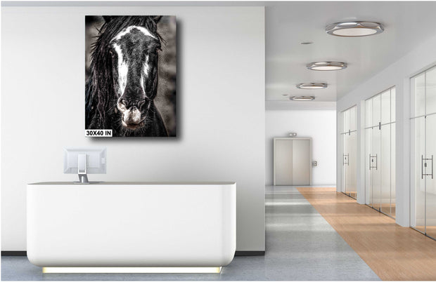 Striking Wild Horse Portrait - Black and White Mustang Canvas - Dramatic Equine Wall Art