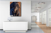 Midnight Stallion Canvas Art - Wild Horse Close-Up - Rustic Western Wildlife Photography
