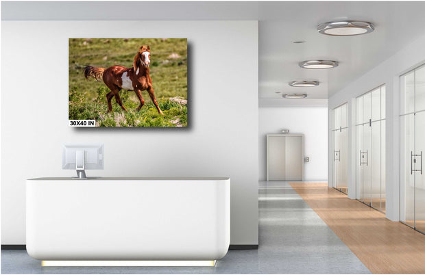 Chestnut Pinto Mustang - Wild Horse Photography - Western Landscape Art - Freedom in Motion