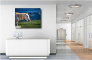 Dusk Light Wild Horse Photography - Speckled White Mustang Art - Western Wildlife Canvas