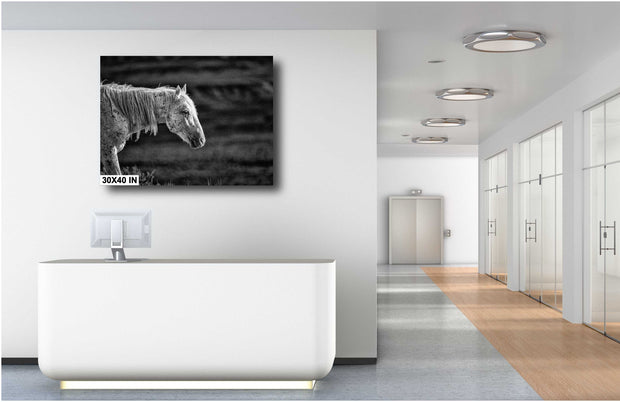 Weathered Spirit - Wild Horse Black and White Photography - Monochrome Mustang Wall Art