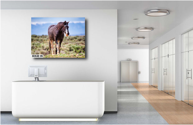 Majestic Wild Mustang Wall Art - American West Horse Photography - Rustic Home Decor