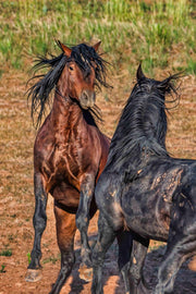 Wild Horse Photography Wall Art - Untamed Bond Bay & Black Mustang - Western Decor Canvas Print