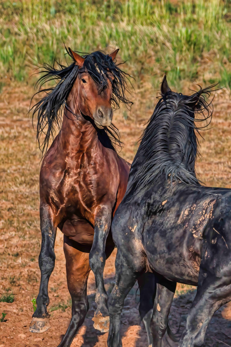 Wild Horse Photography Wall Art - Untamed Bond Bay & Black Mustang - Western Decor Canvas Print