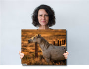 Dusk Guardian - White Horse Golden Light Photography - Western Ranch Fence Wall Art